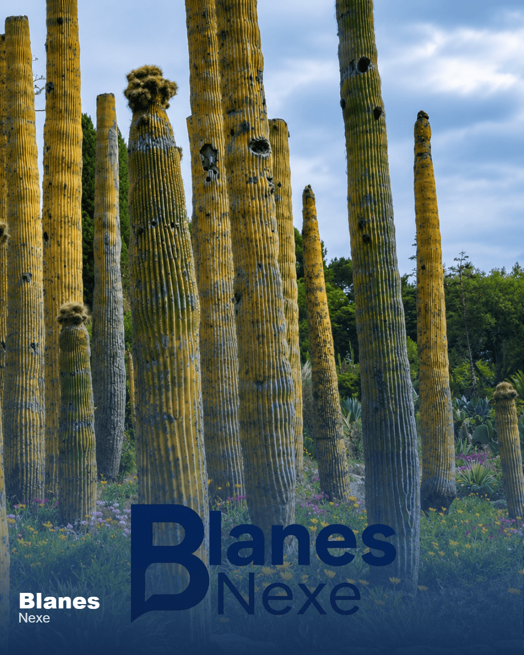 Pinya de Rosa: la història del jardí botànic de Blanes que va ser un referent a Europa — foto 6